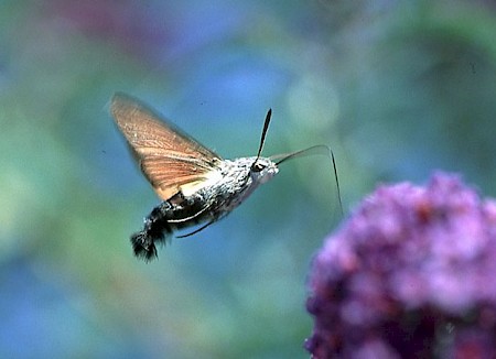 Hummingbird Hawk-moth Macroglossum stellatarum