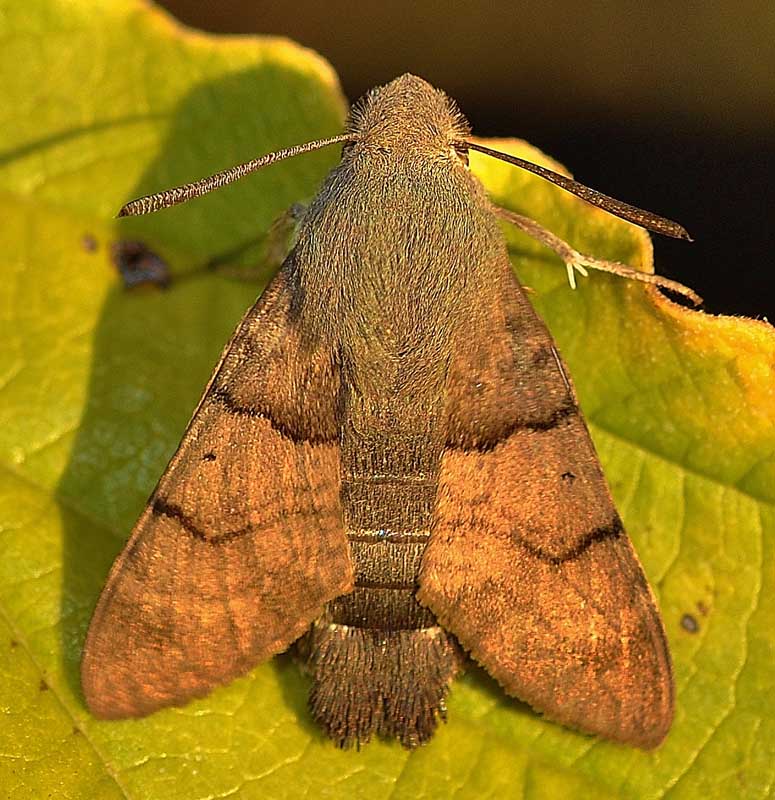 Hummingbird hawk-moth (Macroglossum stellatarum) - JungleDragon