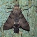 Adult • Ex Suffolk larva • © David Green/Butterfly Conservation