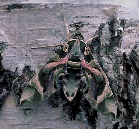 Oleander Hawk-moth Daphnis nerii