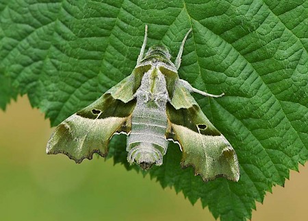 Willowherb Hawk-moth Proserpinus proserpina