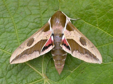 Spurge Hawk-moth Hyles euphorbiae