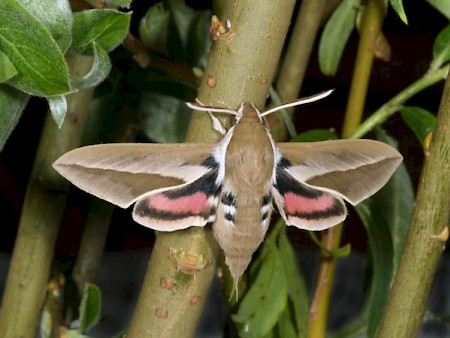 Seathorn Hawk-moth Hyles hippophaes