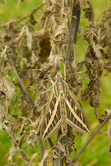 White-lined Hawk-moth Hyles lineata