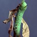 Larva (green form) • © Nick Percival