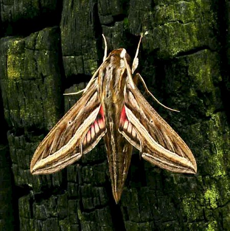 Silver-striped Hawk-moth Hippotion celerio