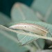 Pupa • ex. larva, Devon • © Steve Hatch