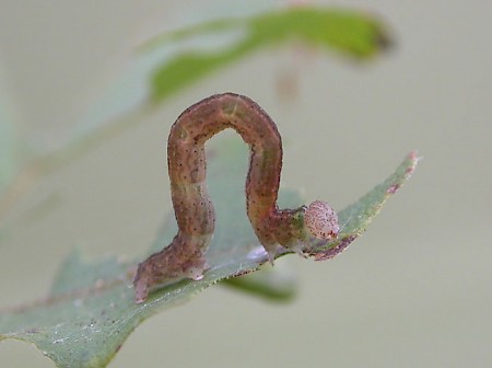 The Mocha Cyclophora annularia
