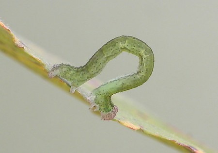 The Mocha Cyclophora annularia