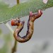 Larva • ex. Darren Whitehead • © Ian Kimber