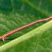 Larva • West Midlands, ex. Female • © Patrick Clement