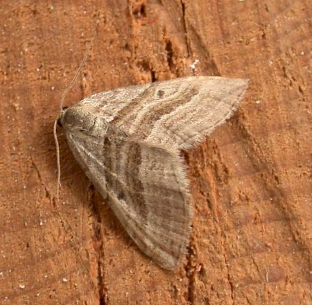 Oblique Striped Phibalapteryx virgata