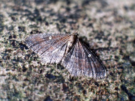 The Gem Nycterosea obstipata