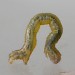 Larva • Chorlton, Gtr. Manchester, reared from ova • © Ben Smart