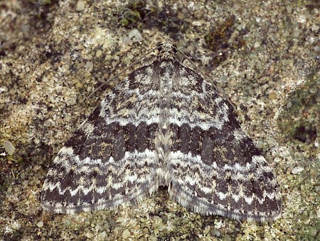 Grey Mountain Carpet Entephria caesiata
