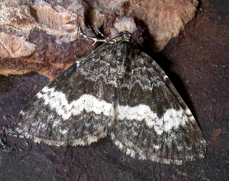 White-banded Carpet Spargania luctuata
