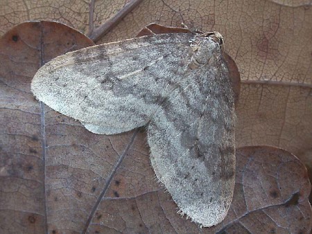 Northern Winter Moth Operophtera fagata