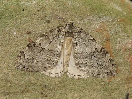 November Moth Epirrita dilutata