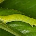 Early instar larva • Hardenberg, The Netherlands • © Ab H. Baas