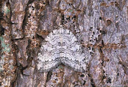 Pale November Moth Epirrita christyi
