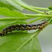 Larva • Zoetermeer, The Netherlands • © Sifra Corver