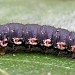 Larva • Staffordshire • © Graham Finch