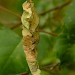 Larval spinning • Larval spinning on Betula, Staffordshire • © Graham Finch