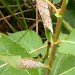 Larval spinnings • Larval spinnings on Salix, Staffordshire • © Graham Finch