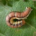 Larva • Rixton, Warrington, Cheshire • © Ben Smart