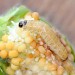 Larva, in seedhead of Silene • Dorset • © Peter Barnard