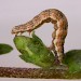 Larva, final instar • Chorlton, Gtr. Manchester • © Ben Smart