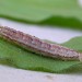 Larva • Astley Moss, Lancashire • © Ben Smart