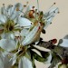 Larva • on Prunus spinosa, Gressenhall, Norfolk • © Andy Beaumont