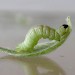 Larva • Chorlton, Gtr. Manchester, on Salix catkin • © Ben Smart