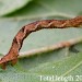 Larva • imago reared, gen. det. S. Farrell • © Shane Farrell