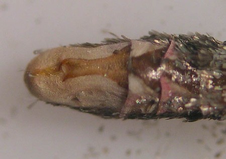 Golden-rod Pug Eupithecia virgaureata