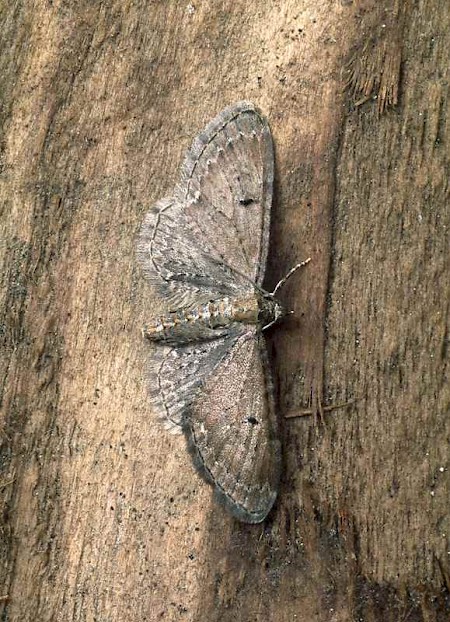 Campanula Pug Eupithecia denotata