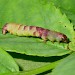 Larva • Mellor, Derbyshire • © Ian Kimber