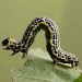 Larva • Larva ex. Darren Whitehead • © Ian Kimber