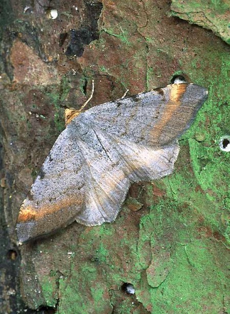 Tawny-barred Angle Macaria liturata