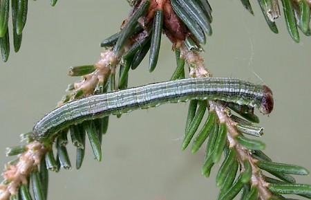 Tawny-barred Angle Macaria liturata