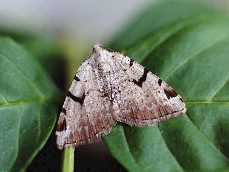 The V-Moth Macaria wauaria