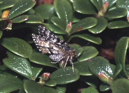Netted Mountain Moth Macaria carbonaria