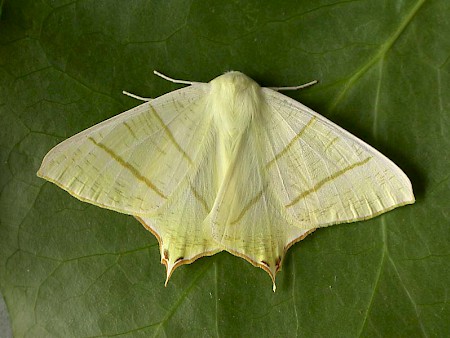 Swallow-tailed Moth Ourapteryx sambucaria