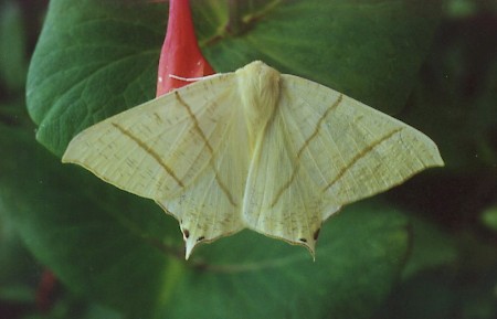 Swallow-tailed Moth Ourapteryx sambucaria