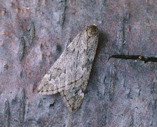 March Moth Alsophila aescularia