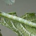 Larva • ex. Cumbria x French stock • © Ian Kimber