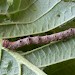 Larva • Ripponden, W.Yorks • © Ian Kimber