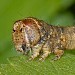 Larva • Rheeze, The Netherlands • © Ab H. Baas