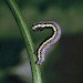 Larva • © David Green/Butterfly Conservation